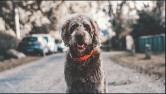 Alfa Walkthrough - Vulnhub - Writeup