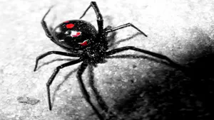 Black Widow - HackMyVM - Vulnhub