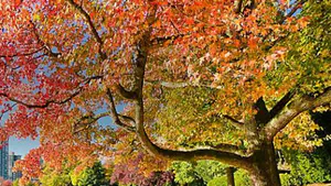 Writeup of Fall from Vulnhub - Walkthrough