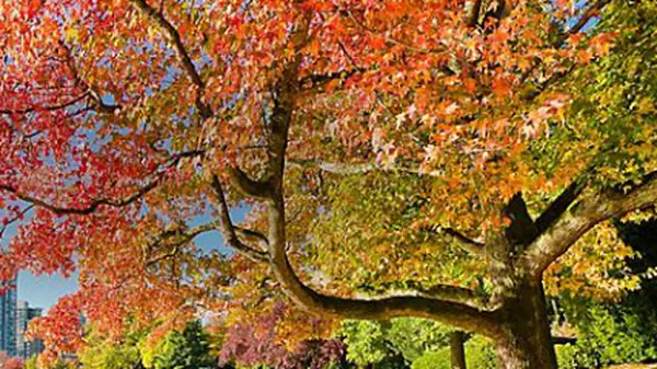 Writeup of Fall from Vulnhub - Walkthrough